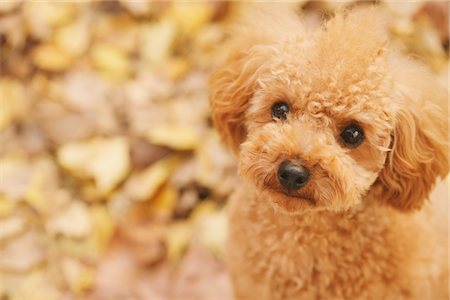 puppy and outside - Teacup Poodle Dog Stock Photo - Rights-Managed, Code: 859-03839671