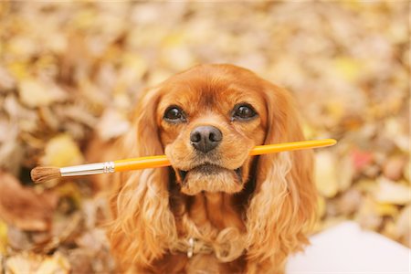 dog coat - Dog Holding Paintbrush Stock Photo - Rights-Managed, Code: 859-03839687