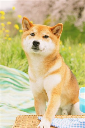 pedigreed - Shiba Inu Dog In Park Stock Photo - Rights-Managed, Code: 859-03840338