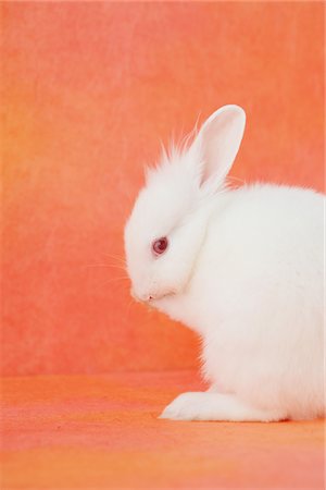 fluffy - White rabbit licking Foto de stock - Con derechos protegidos, Código: 859-03840487