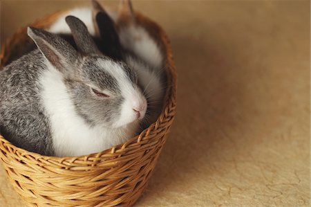 rabbit - Three rabbits in Basket Stock Photo - Rights-Managed, Code: 859-03840551