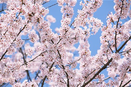 Cherry blossoms Stock Photo - Rights-Managed, Code: 859-03840718