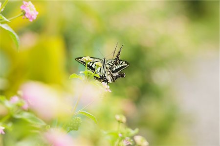 flower background butterfly - Butterfly On Flower Stock Photo - Rights-Managed, Code: 859-03860519