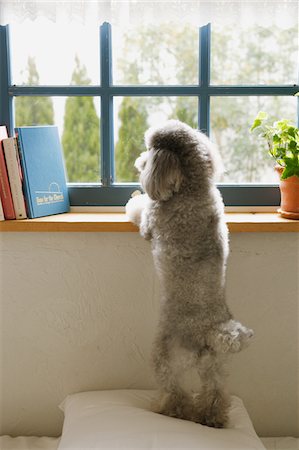 dog coat - Toy Poodle Dog Standing Near Window Stock Photo - Rights-Managed, Code: 859-03884861