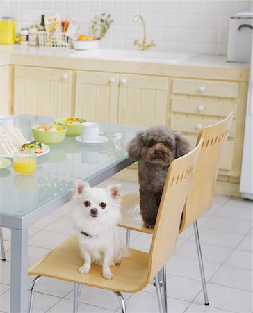 purebred - Pet Sitting On Chairs Stock Photo - Rights-Managed, Code: 859-03884877