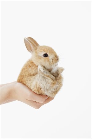 Human Hand Holding Rabbit Stock Photo - Rights-Managed, Code: 859-03885037