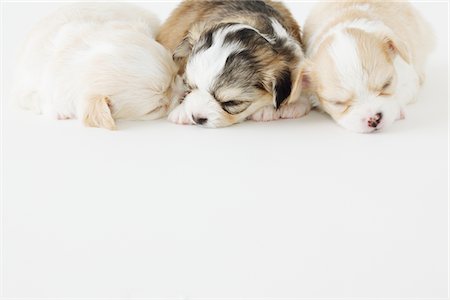 purebred - Three Chihuahuas Sleeping Together Stock Photo - Rights-Managed, Code: 859-03885095