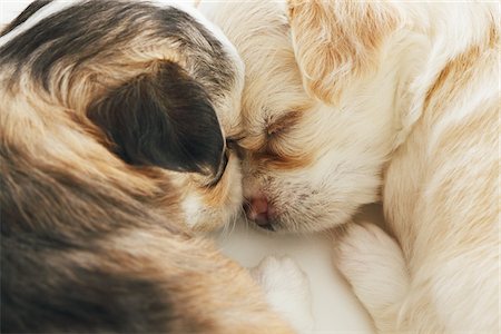 purebred - Two Chiwawa Puppies Sleeping Together Stock Photo - Rights-Managed, Code: 859-03885098