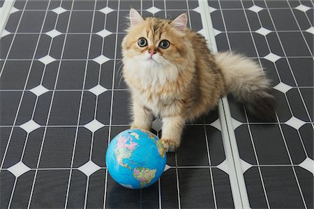 Domestic Cat On Solar Panel with Globe Stock Photo - Rights-Managed, Code: 859-03885118