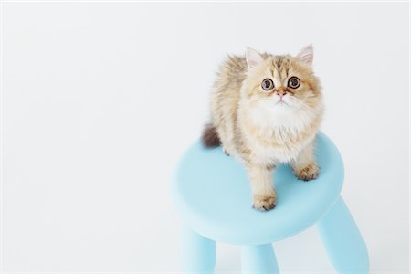 Cat Standing On Stool Stock Photo - Rights-Managed, Code: 859-03885119