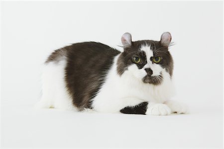 simsearch:859-03982961,k - Bicolor Cat Sitting Against White Background Stock Photo - Rights-Managed, Code: 859-03885122
