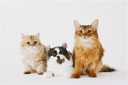 Group Of Cats On White Background Stock Photo - Rights-Managed, Code: 859-03885123