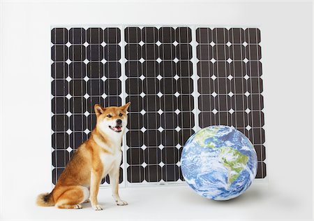 fussy - Shiba Inu Sitting In Front Of Solar Panel With Globe Stock Photo - Rights-Managed, Code: 859-03885146