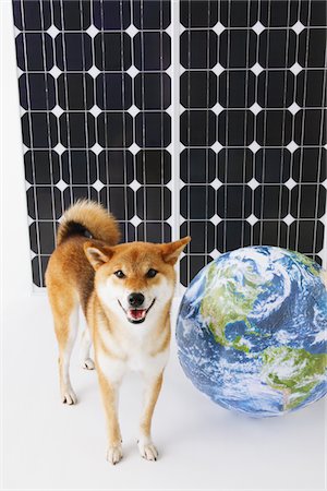 fussy - Shiba Inu Standing In Front Of Solar Panel With Globe Stock Photo - Rights-Managed, Code: 859-03885147