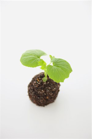 sprout - Okra seedling Stock Photo - Rights-Managed, Code: 859-03885249