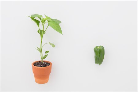 sprout - Bell pepper and Seedling Stock Photo - Rights-Managed, Code: 859-03885255