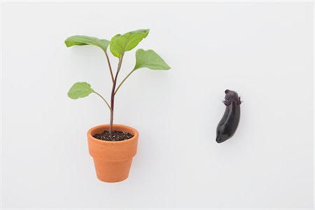 Eggplant and Seedling Stock Photo - Rights-Managed, Code: 859-03885257