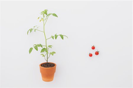 sprout - Cherry tomato and Seedling Foto de stock - Con derechos protegidos, Código: 859-03885259