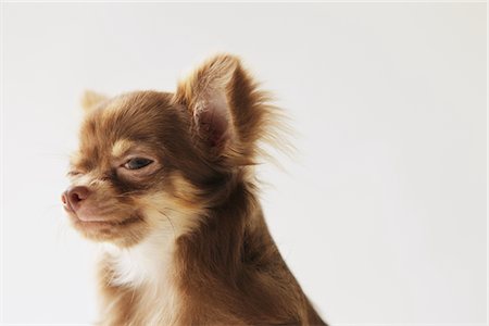 Long haired Chihuahua Stock Photo - Rights-Managed, Code: 859-03885482