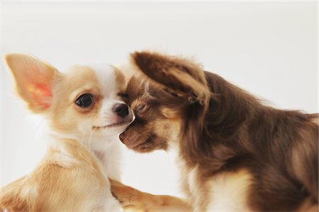 Long haired Chihuahua Stock Photo - Rights-Managed, Code: 859-03885499