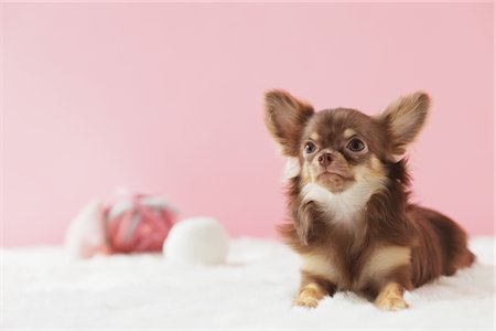 Long haired Chihuahua Stock Photo - Rights-Managed, Code: 859-03885509