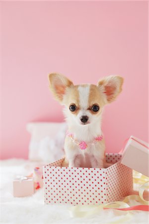 pink - Long haired Chihuahua Stock Photo - Rights-Managed, Code: 859-03885526