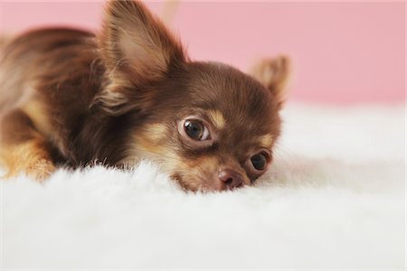 Long haired Chihuahua Stock Photo - Rights-Managed, Code: 859-03885521