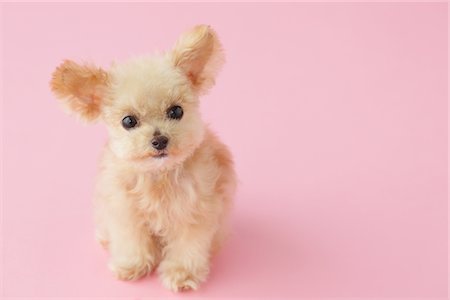Toy Poodle Dog Sitting Against Pink Background Stock Photo - Rights-Managed, Code: 859-03982333