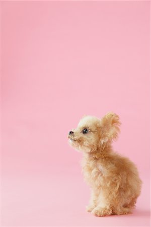 eyes looking away - Side View Of Toy Poodle Dog Against Pink Background Stock Photo - Rights-Managed, Code: 859-03982341