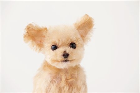 pedigreed - Toy Poodle Dog Looking Against White Background Stock Photo - Rights-Managed, Code: 859-03982368