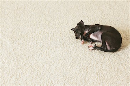 purebred - Italien chiot Greyhound dormir sur les tapis Photographie de stock - Rights-Managed, Code: 859-03982637