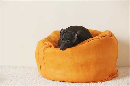 purebred - Italian Greyhound Puppy Lying On Beanbag Stock Photo - Rights-Managed, Code: 859-03982630