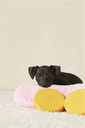 simsearch:400-05724489,k - Italian Greyhound Puppy Lying Down On Cushion Stock Photo - Rights-Managed, Code: 859-03982644