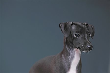 purebred - Close Up Of Italian Greyhound Puppy Stock Photo - Rights-Managed, Code: 859-03982651