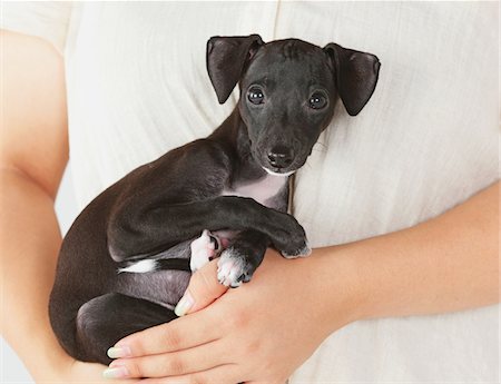 simsearch:400-05724489,k - Pet Owner Holding Italian Greyhound Puppy Stock Photo - Rights-Managed, Code: 859-03982668