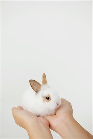 pedigreed - White Rabbit On Pet Owner's Hand Against White Background Stock Photo - Rights-Managed, Code: 859-03982783