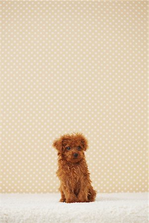 fur carpet - Small Poodle Dog Sitting Against Yellowish Background Stock Photo - Rights-Managed, Code: 859-03982826