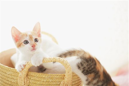 simsearch:859-03982961,k - Two Baby Kittens Relaxing In Basket And Looking Up Stock Photo - Rights-Managed, Code: 859-03982847