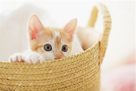 simsearch:859-03982961,k - Baby Kitten Peeping Out Of Basket Stock Photo - Rights-Managed, Code: 859-03982848