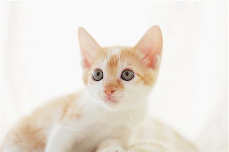 simsearch:859-03982961,k - Baby Kitten Peeping, Close Up Stock Photo - Rights-Managed, Code: 859-03982854