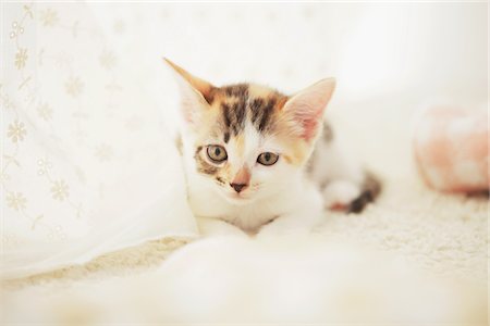 simsearch:859-03982961,k - Baby Kitten Peeping, Close Up Stock Photo - Rights-Managed, Code: 859-03982868