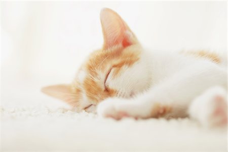 Baby Kitten Sleeping On Floor Mat Stock Photo - Rights-Managed, Code: 859-03982882