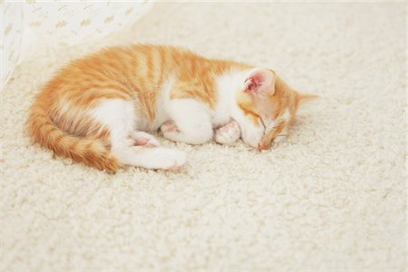 fur carpet - Baby Kitten Sleeping On Floor Mat Stock Photo - Rights-Managed, Code: 859-03982892