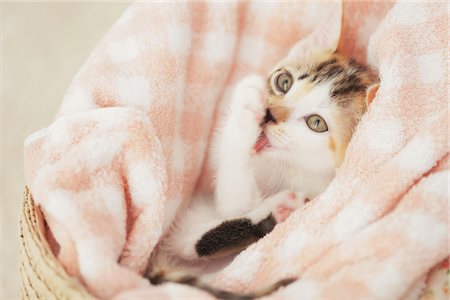 simsearch:859-03982961,k - Baby Kitten Relaxing And Licking Paw In Basket Stock Photo - Rights-Managed, Code: 859-03982905