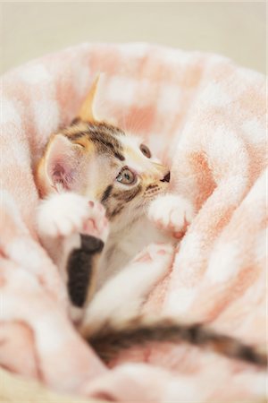 simsearch:859-03982961,k - Baby Kitten Relaxing In Basket Stock Photo - Rights-Managed, Code: 859-03982901