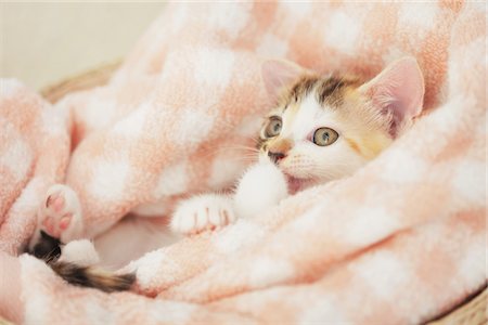 simsearch:859-03982961,k - Baby Kitten Relaxing In Basket Stock Photo - Rights-Managed, Code: 859-03982910