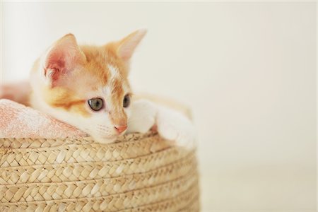 simsearch:859-03982961,k - Baby Kitten Relaxing In Basket Stock Photo - Rights-Managed, Code: 859-03982926