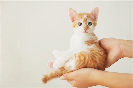 simsearch:859-03982961,k - Baby Kitten In Owner's Hands Stock Photo - Rights-Managed, Code: 859-03982927