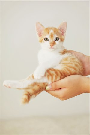 simsearch:859-03982961,k - Baby Kitten In Owner's Hands Stock Photo - Rights-Managed, Code: 859-03982928