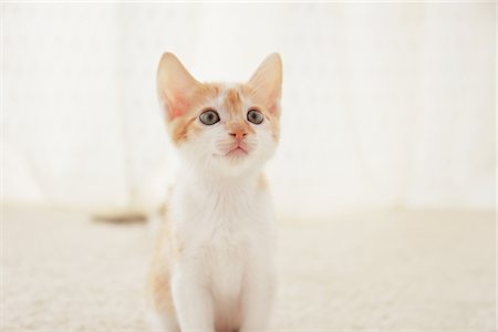 simsearch:859-03982961,k - Baby Kitten Sitting, Close Up Stock Photo - Rights-Managed, Code: 859-03982938
